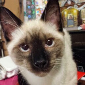 Meet your Posher, Mandy